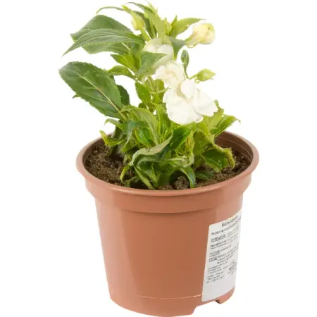 Бальзамин новогвинейский 15x35 см билл пит старушка лиззи и мяо мурси