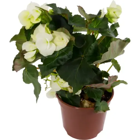 Бегония «Элатиор» 15x35 см
