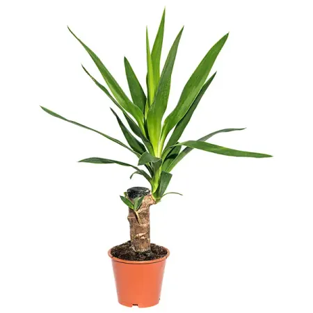 Юкка Штамп 11x55 см искусственные растения мufu тропическая пальма 29 дюймов