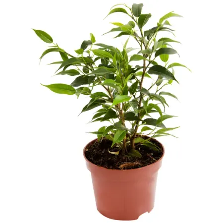 Фикус Бенджамина Наташа ø12 h30 см