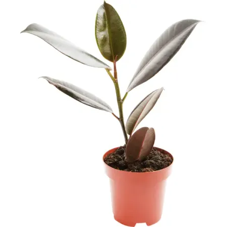 Фикус эластика микс 12x40 см