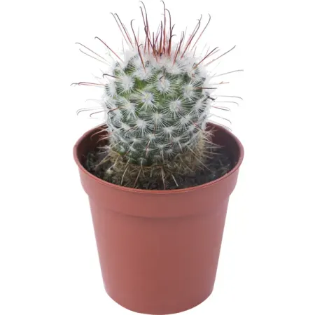 Кактус микс 5x10 см