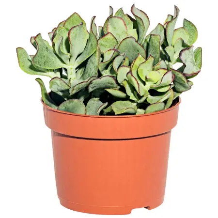 Красула микс 10 x15 см татьяна юрьевна сидорина государство всеобщего благосостояния