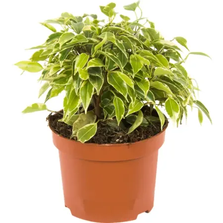 Фикус Бенджамина Кинки диаметр 12 20-27 см ролики для душевых дверей 8 шт диаметр 23 мм