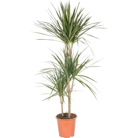 Драцена Маргината Тоэф 3 РР 21x70-100 см