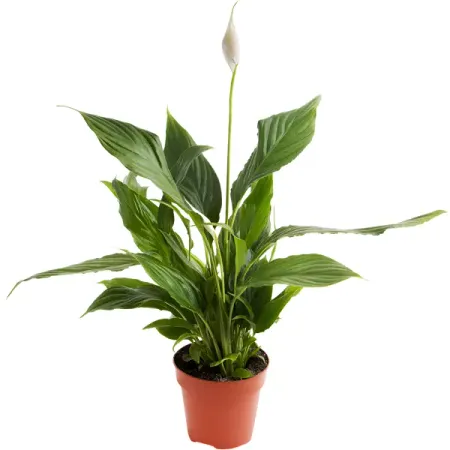 Спатифиллум Алана D12 H40-45 алана фэрчайлд таро аввалон isis oracle коробка 44 карты инструкция fairchild