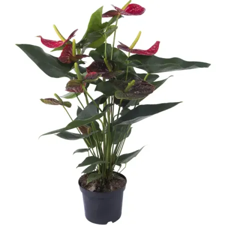 Антуриум Дакота красный D17 H55-60 розум олег васильевич атлас самых красивых городов мира с дополненной реальностью