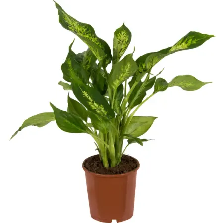 Диффенбахия микс 12x35см