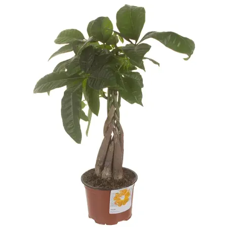 Пахира Акватика 12x35 см межэтнические браки и дружба народов этническое смешение в советской центральной азии