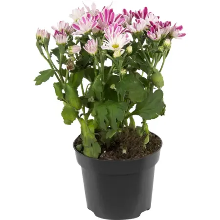 Хризантема микс 12x25 см