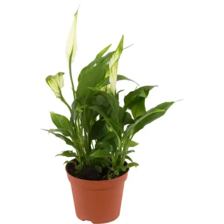 Спатифиллум Чопин 9x30 см марина лыкова мы похожи стихи для илл агафоновой лыкова