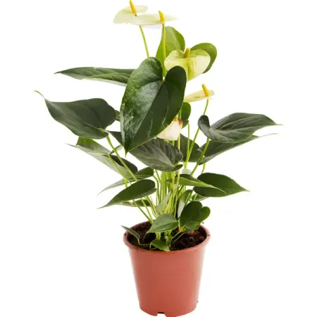 Антуриум Андрэ Кутюр микс 12x35 см