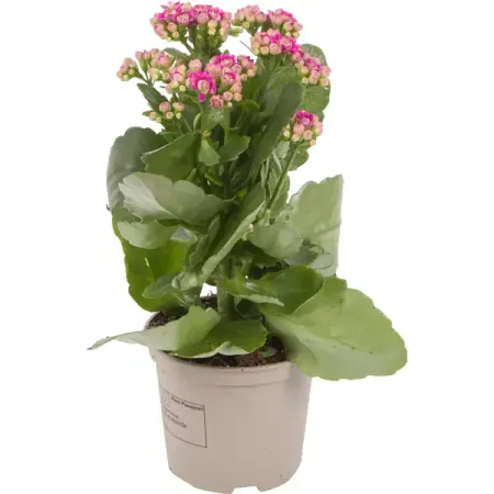 Каланхоэ каландива микс, 12x24 см