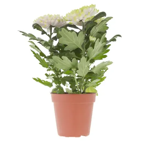 Хризантема Зембла 13x35 см маша николаевна рупасова с неба падали старушки