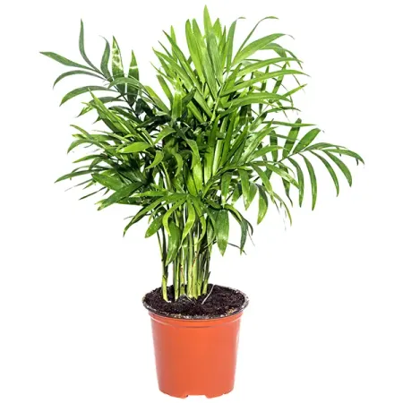 Хамедорея Бридбл 9x35 см инжектор для удобрений xmsj