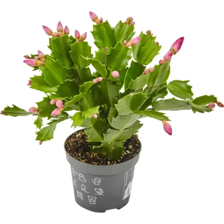 Рипсалидопсис микс 9x20 см николай велимирович сербский празднуем пасху в храме и дома