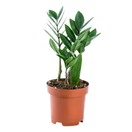 Замиокулькас замифолия 12x30 см