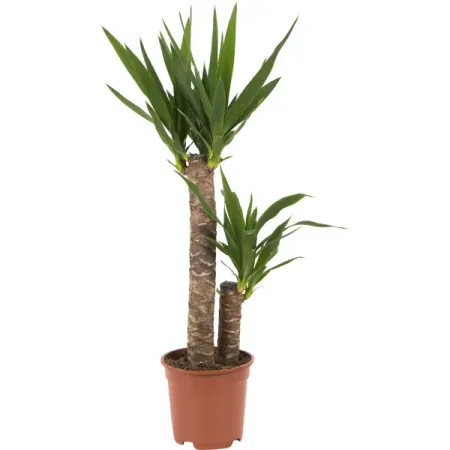 Юкка 17x70 см, 2 ствола