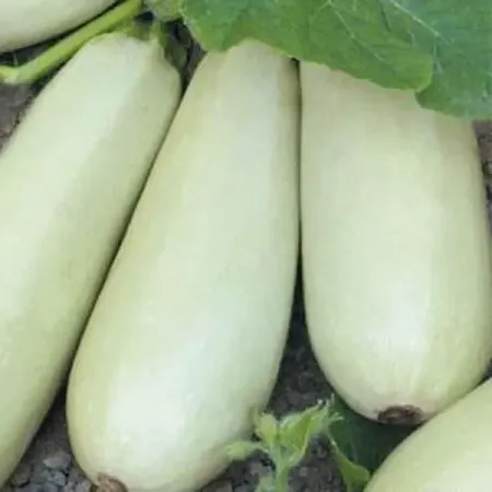 Семена Кабачок Ролик Agroni водонепроницаемый ролик шкива edm od32 42 60 мм