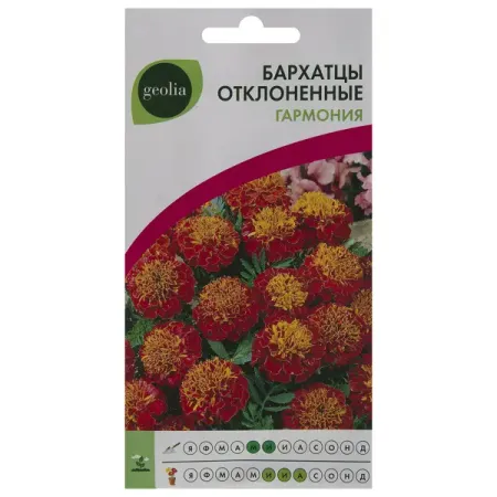 Бархатцы Geolia отклонённые Гармония