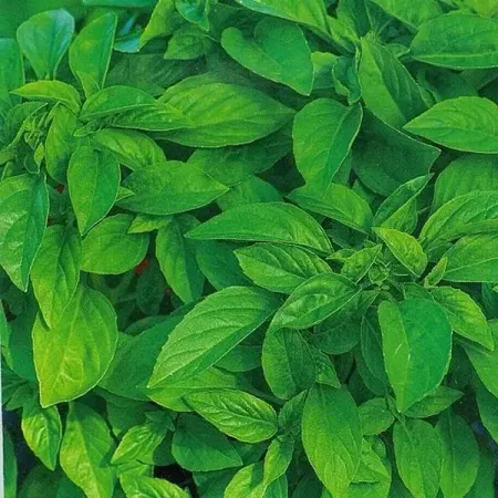 Семена Базилик овощной Лимончик