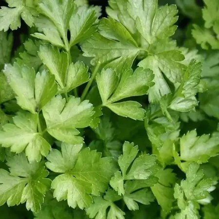 Семена Петрушка листовая Богатырь