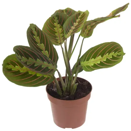 Маранта беложильчатая «Фасцинатор» d12 h25 грядущее прошлое три эссе о рождении гибели и надежде