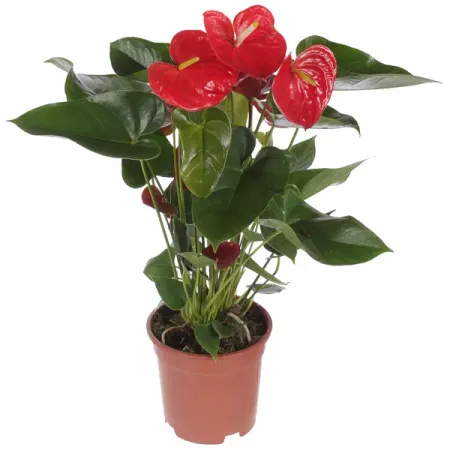 Антуриум Саксэс микс D17 H50-60