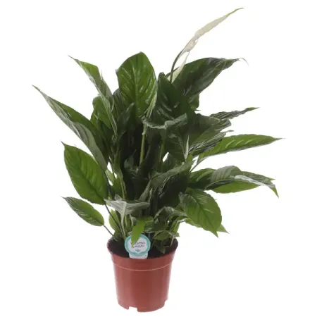 Спатифиллум Вивальди ø17 h60-70 см ганс христиан андерсен гадкий утенок музыка а вивальди