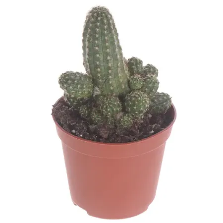Кактус микс ø8 h15 см зимнее содержание городских дорог борисюк