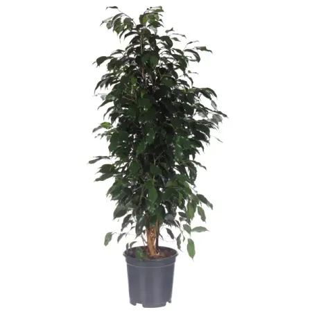 Фикус бенджамина «Даниеле» френсис скотт фицджеральд загадочная история бенджамина баттона