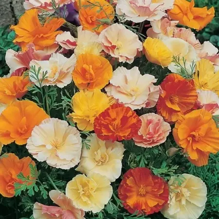 Эшшольция махровая смесь окрасок, 0.03 г