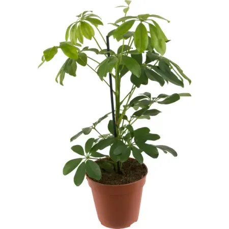 Шеффлера Нора ø13 h45 см александр николаевич скуридин крысиная нора коспирологический триллер