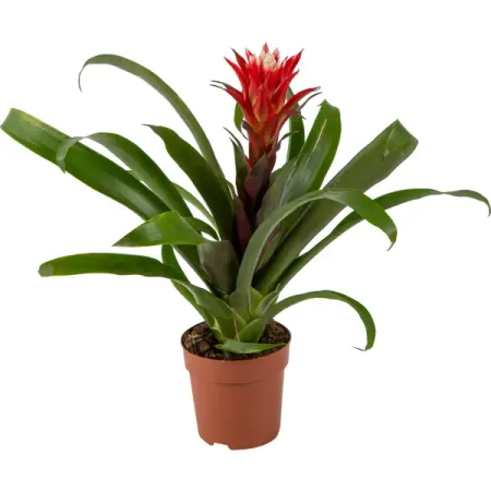 Гузмания хоуп ø12 h40 см Цветочный альянс оксана хоуп невидимка интерната блессвуд