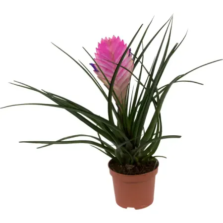 Тилландсия Анита D9 H22-30 см