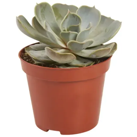 Суккулент микс 6 видов 8.5x20 см суккулент литопс lithops mix семена 10 шт