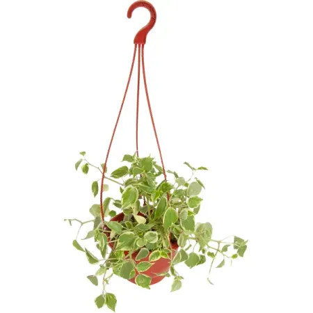 Пеперомия лазящая d16 h25