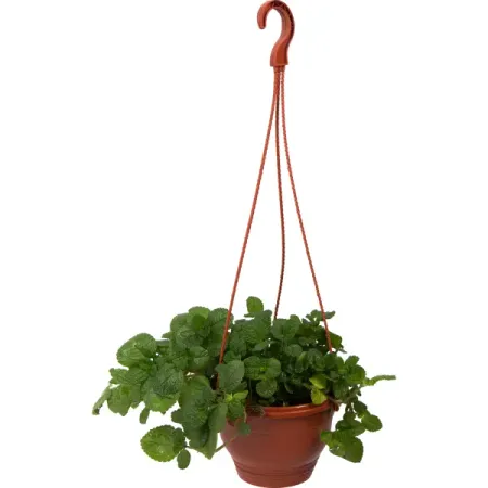 Пилея нумуларифолия d16 h25 искусственные лепестки роз summertree 100 шт