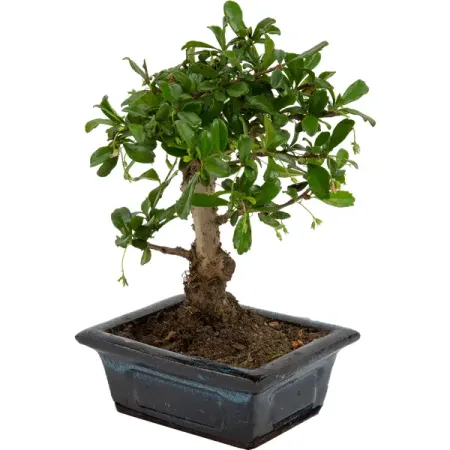 Бонсай микс d12 h20 искусственные бонсай мerylover зелёные