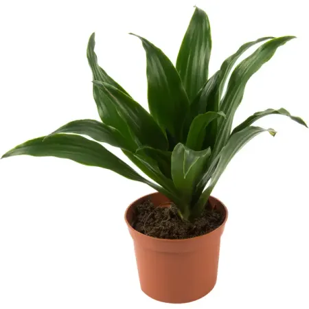 Драцена серпрайз d9 h20 мария летова единственный