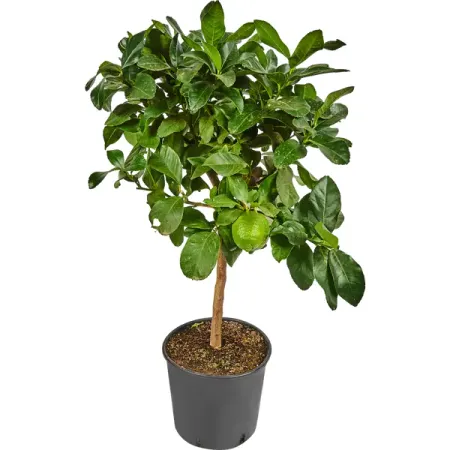 Лимон штамбовый 22x85 см деревья и кустарники 16 раздаточных карточек с текстом