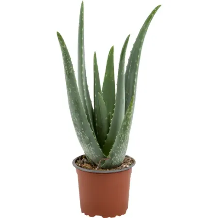 Алоэ вера d12 h35