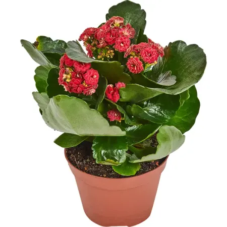 Каланхое Каландива Ле Шик микс 11x23 см напиток сокосодержащий каждый день апельсиновый микс 0 2 л