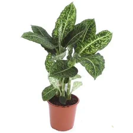 Диффенбахия 9x20-50 см