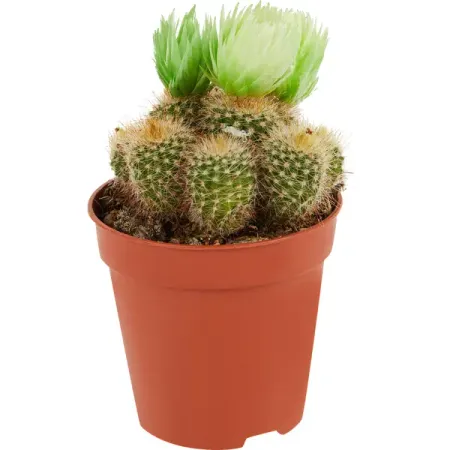 Кактус микс ø5 h10 см Росток искусственный декор дольки цитрусовые уголки 4 см 6 шт микс орр