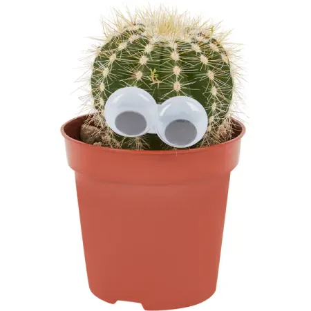 Кактус микс ø5 h15 см Росток евгения горская знать правду не страшно