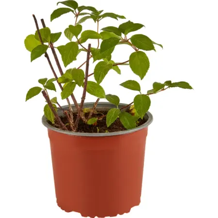 Гортензия метельчатая «Мэджикал Мунлайт» 2 л h20 см