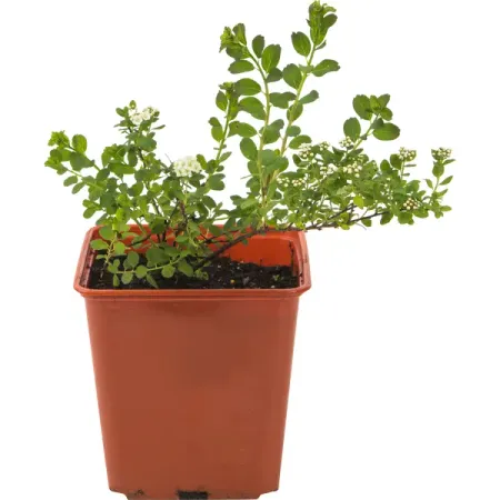 Спирея микс C2 15x15 h30 см