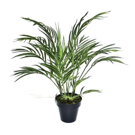 Пальма арека Конэко-О 45 см