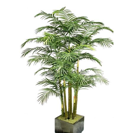 Пальма арека Конэко-О 228 см